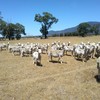 105 White Dorper Ewes - Annalara & Boxdale Bloodlines