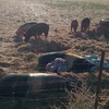 Free range pig herd