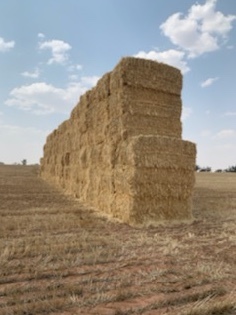 170mt Barley Hay 620kg 8x4x3 Bales