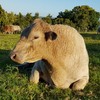 Square Meater Bull (Registered Stud Bull / Pencae Kensington Hope)