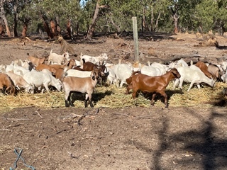 350 Bore Goats 