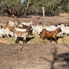 350 Bore Goats 