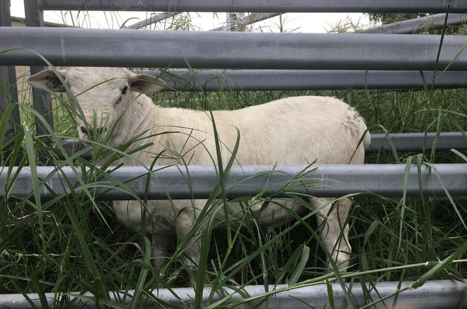 Australian White Ram 