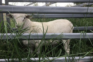 Australian White Ram 