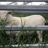 Australian White Ram 