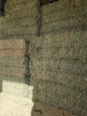 SSS Forage Sorghum Hay For Sale x 2 Cuts