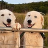 Maremma puppies for sale