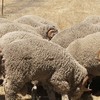 Merino Rams CAWDOR Blood