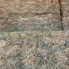 OATEN HAY – Small Squares – Premium Quality