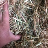 Oaten / Rye 220 Small square Bales - SOLD PER BALE