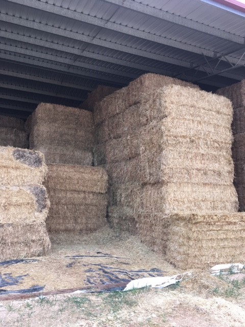40mt Oaten Hay 630kg 8x4x3 Bales