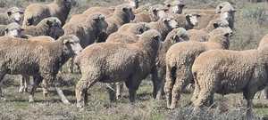 45 Merino Wethers 