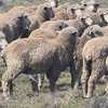 45 Merino Wethers 
