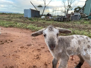 caring after unwanted lambs, alpaca, calfs & animals