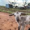 caring after unwanted lambs, alpaca, calfs & animals