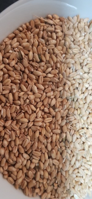 Wheat - Trojan white wheat