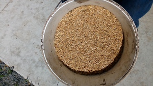 Graded Lampton Oat seed in Bulka Bags. 96% Germination & 95% Purity