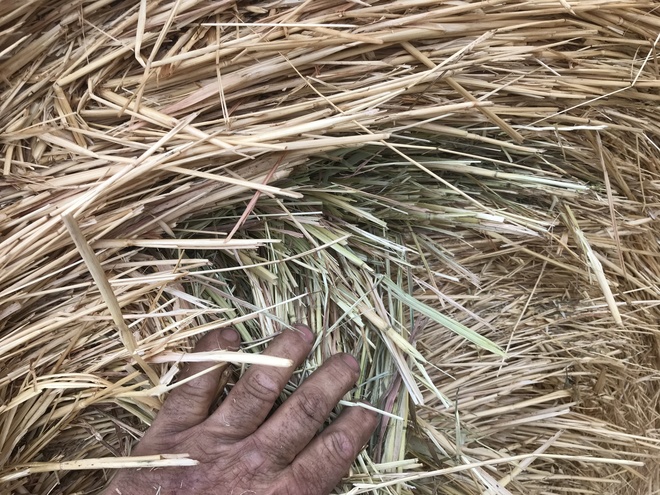 500 Oaten Rye Hay 5x4 Rolls 'New Season'
