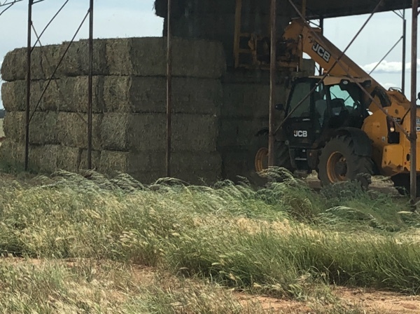 Canola Hay with feed test