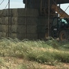 Canola Hay with feed test