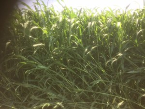 Freshly cut Forage Sorghrum Hay 4*4 rounds