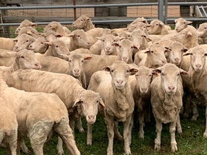 merino ewes