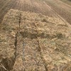 Oaten  Small squares . 600 Bales
