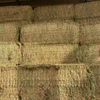 200mt New Season Vetch Hay 8x4x3 Bales