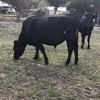 Good fatten opportunity - Angus Friesian Cross