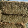 Pasture Hay Small Squares