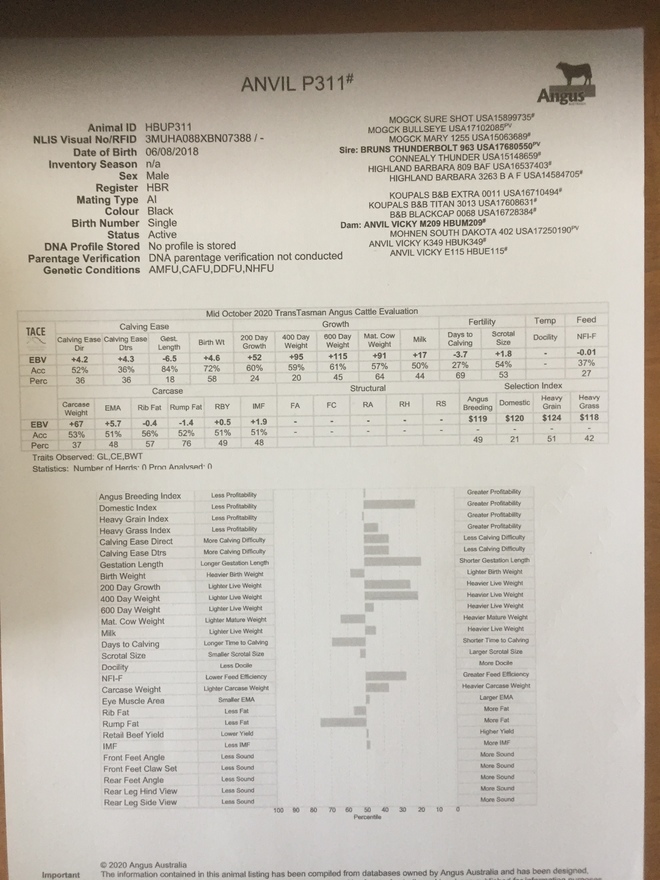 Stud Angus Bull ANVIL P311 