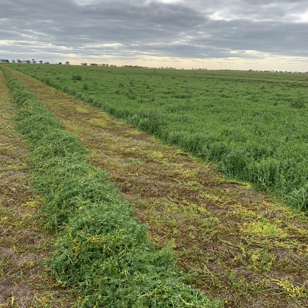 WANTED Vetch & Cereal Crops Standing 