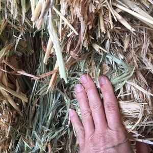 OATEN HAY 8x4x4 Shedded