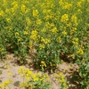 Standing Canola Crop
