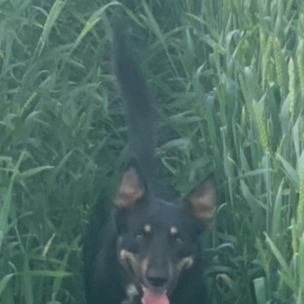 30mt Awnless Dual Purpose Grazing / Grain Wheat Seed 