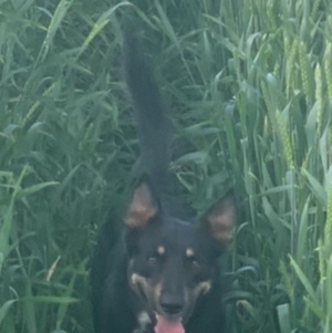 30mt Awnless Dual Purpose Grazing / Grain Wheat Seed