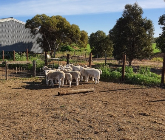 Dorper Rams For Sale