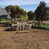 Dorper Rams For Sale