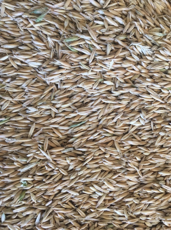 100mt Winteroo Oats ex farm