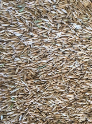 100mt Winteroo Oats ex farm