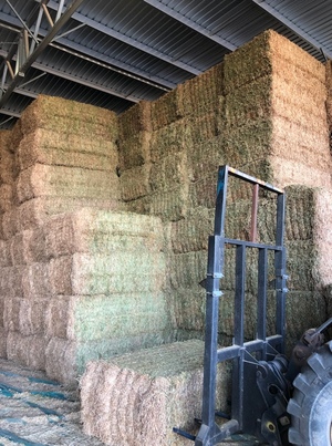 200t Vetch Hay 8x4x3 Bales Quality hay, No weather,2019  prompt delivery or pickup only.