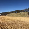 New Season' Wheaten Hay Ready to Go in 8x4x3 Bales Ex Paddock