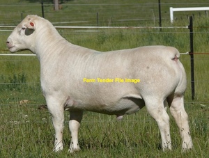 4 x Dorper Ram Lambs For Sale - Full Shedders and Pure Bred