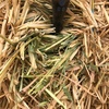 Oaten Hay - 500 ton