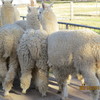 Alpacas