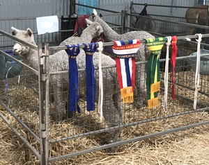 Herd Reduction Sales