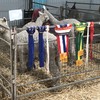 Herd Reduction Sales