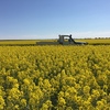 Canola Hay - 8x4x3 big sqaures & 5x4 rolls