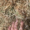 Clover/Rye Hay 8x4x3 Bales
