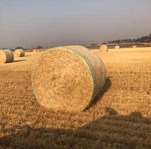 Barley Straw 5x4 Rolls